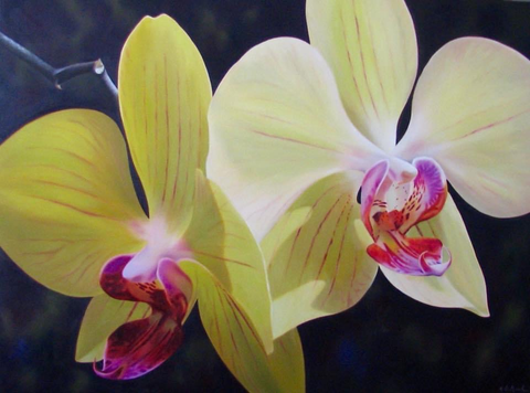 Rainbow Orchid 36 x 48