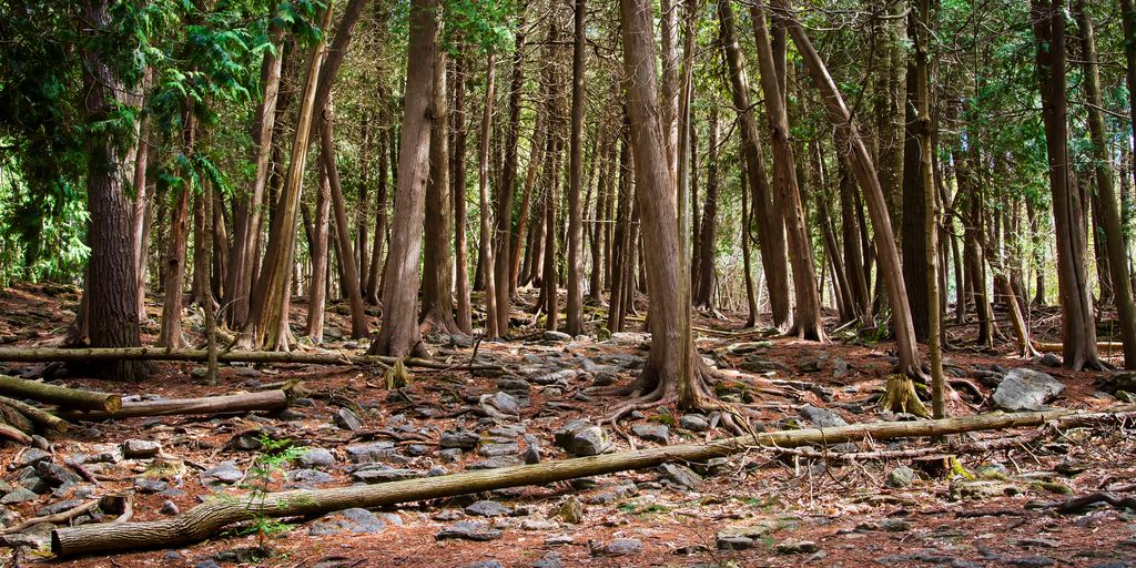 Forest At Hilton Falls