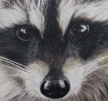 Raccoon Print