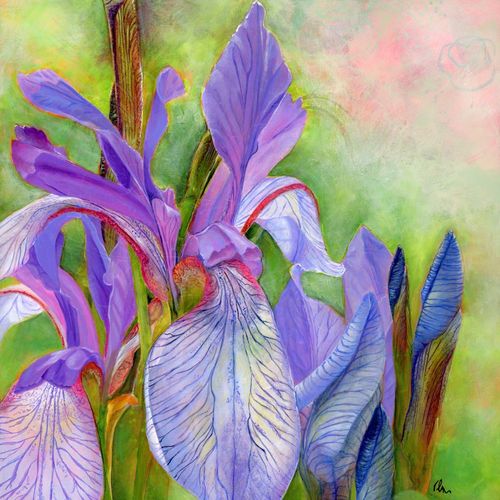 Irises 12x12